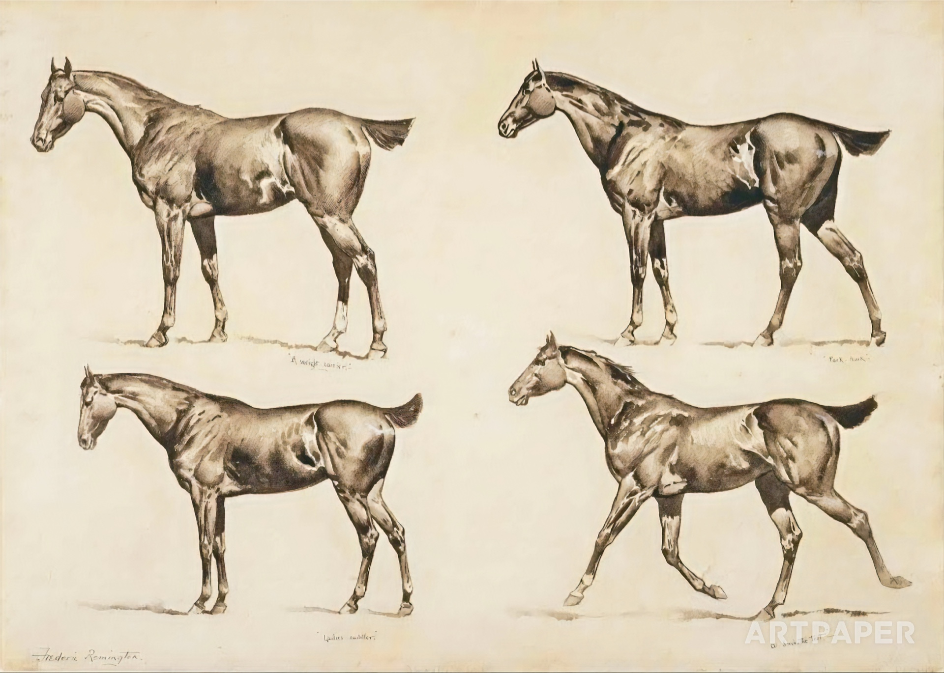 Лошадиные члены рисунки